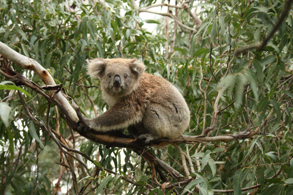 Meeting koalas at Koala Conservation Centre