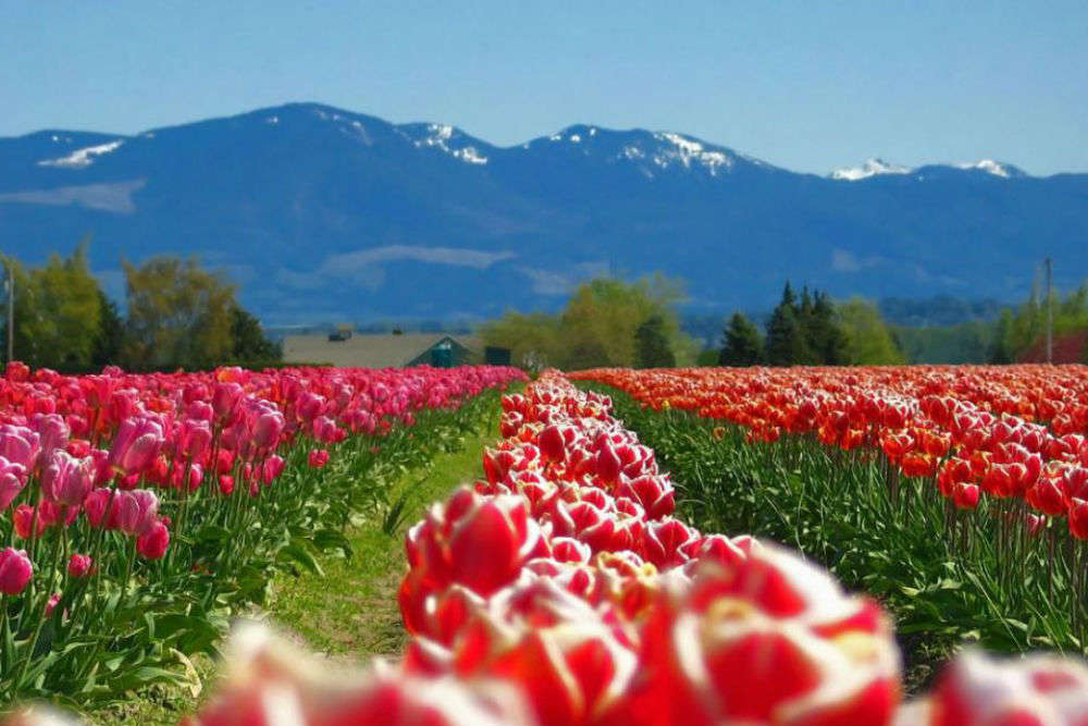 Skagit Valley tulip fields