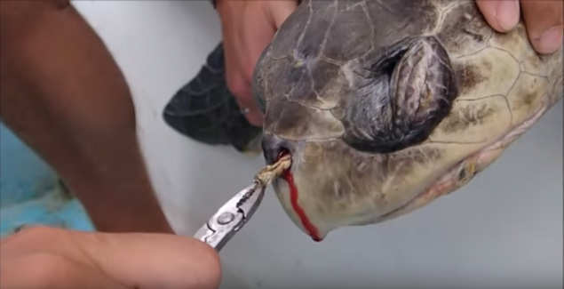 Plastic straw removed from turtle's nose in heartbreaking video - Times ...