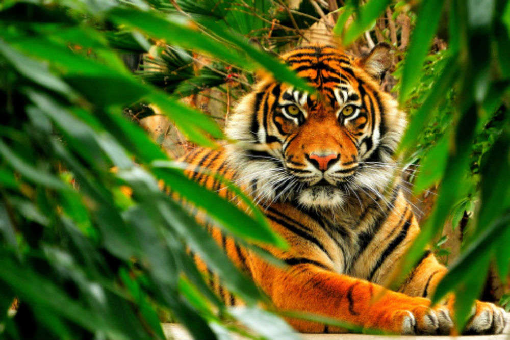 Bandhavgarh: a must visit for every wildlife enthusiast