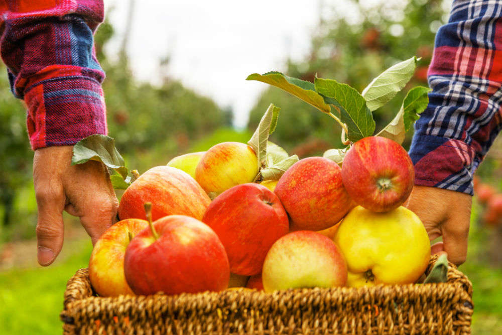 Fruit-picking vacations across India