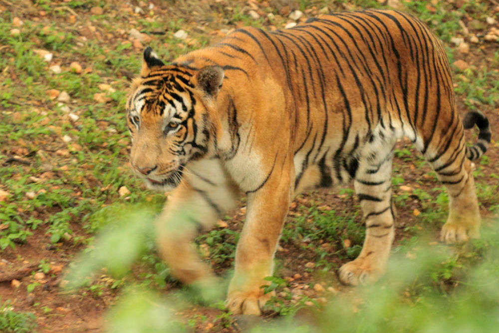 Meet a tiger in Mysore Zoo