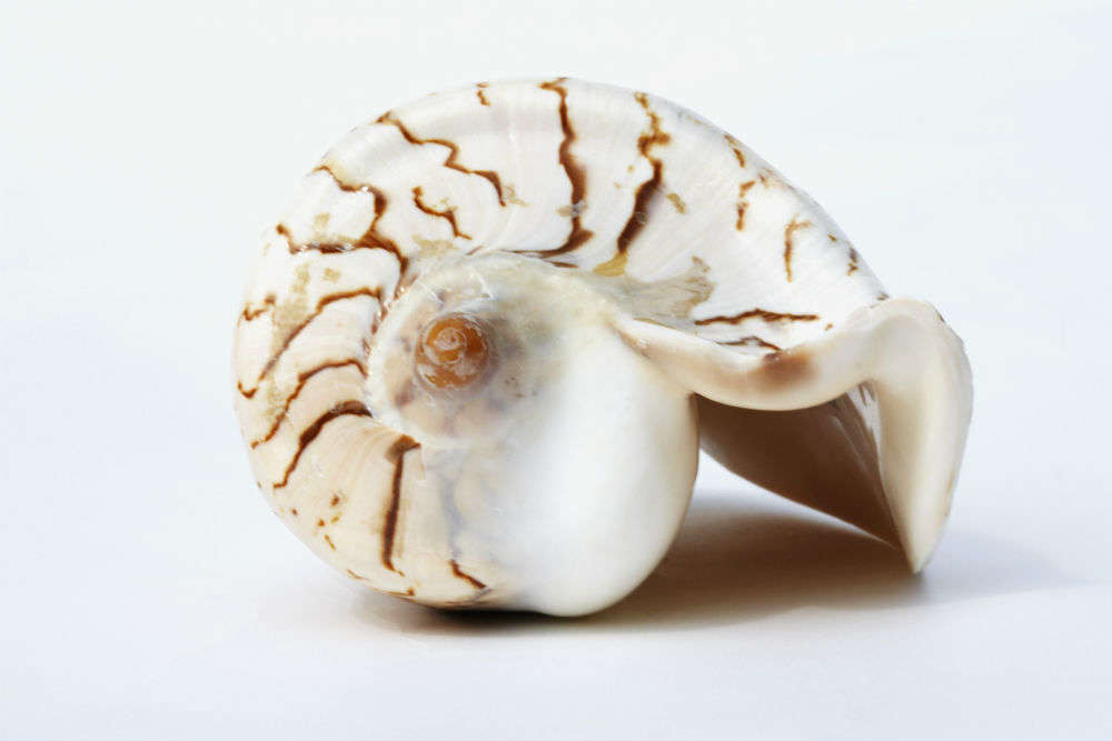 Go wandering at the Seashell Museum