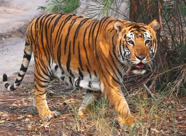 Real danger to tigers not from road traffic, but poachers: SC - Times ...