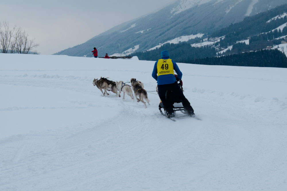 Enjoy dog sledding