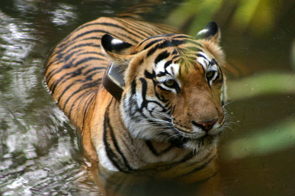 10 must-visit national parks in India for wildlife enthusiasts