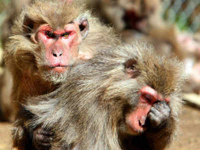 15 more show symptoms of monkey fever - Times of India