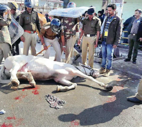 Leg of injured Police horse Shaktimaan amputated