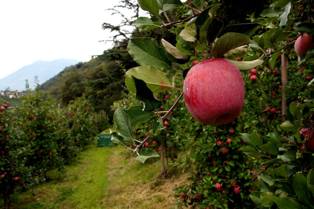 Apple plantations