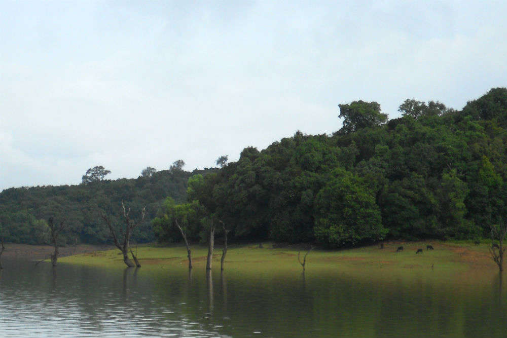 Sharavathy backwaters