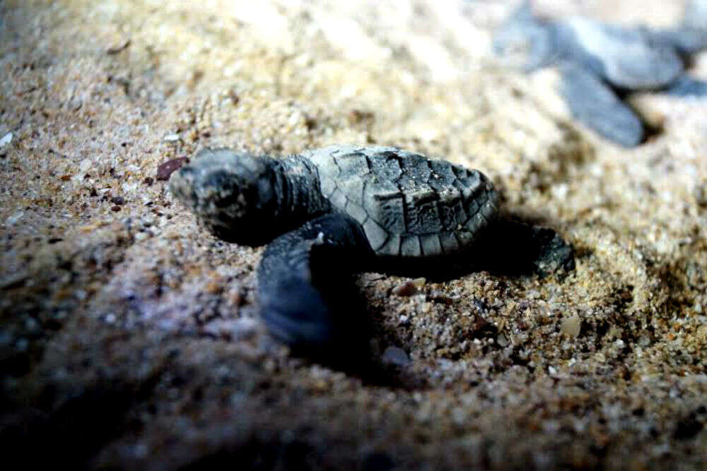 Galgibaga Turtle Beach Goa Get The Detail Of Galgibaga Turtle Beach 