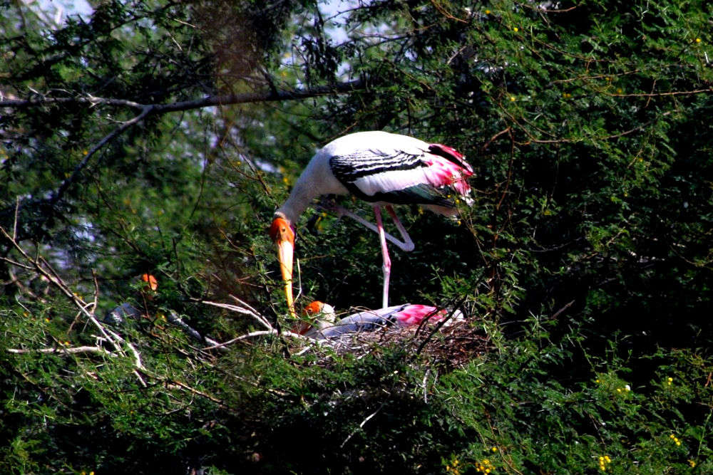 Surajpur Bird Sanctuary and Biodiversity Park