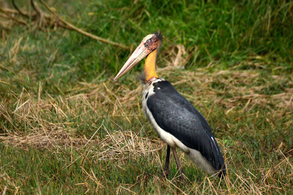Katarniaghat Wildlife Sanctuary