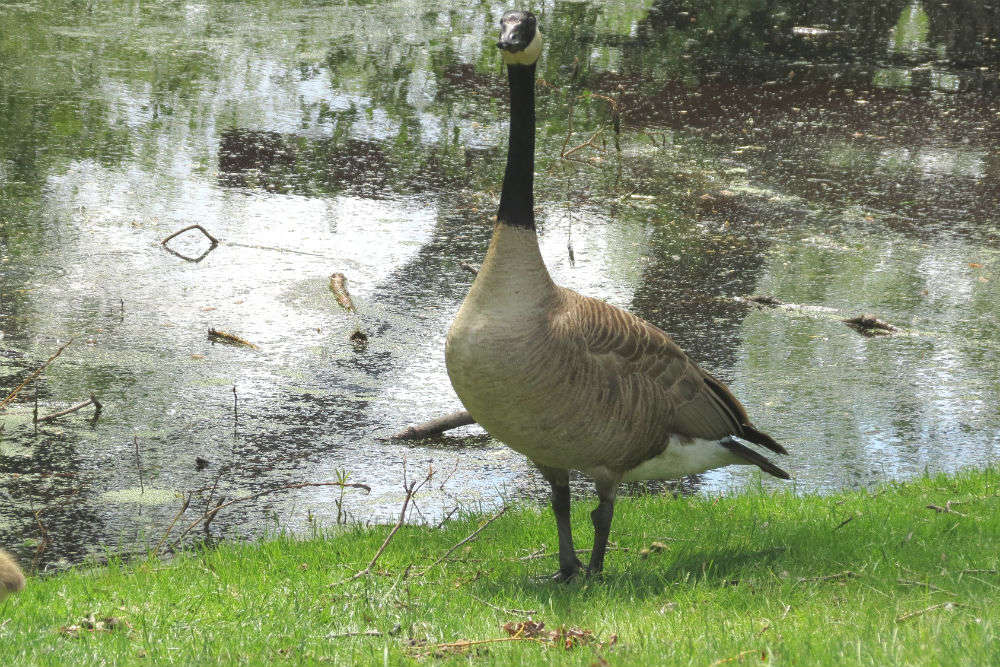 Visit Assiniboine Zoo