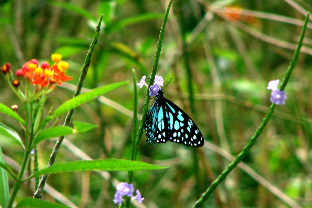 Walk among butterflies at Karanji Kere Butterfly Park