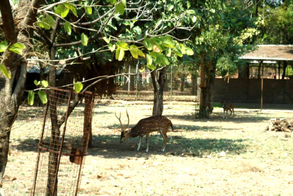 Siddharth Garden, Zoo and Hyderabad Marathwada Mukti Sangram Museum