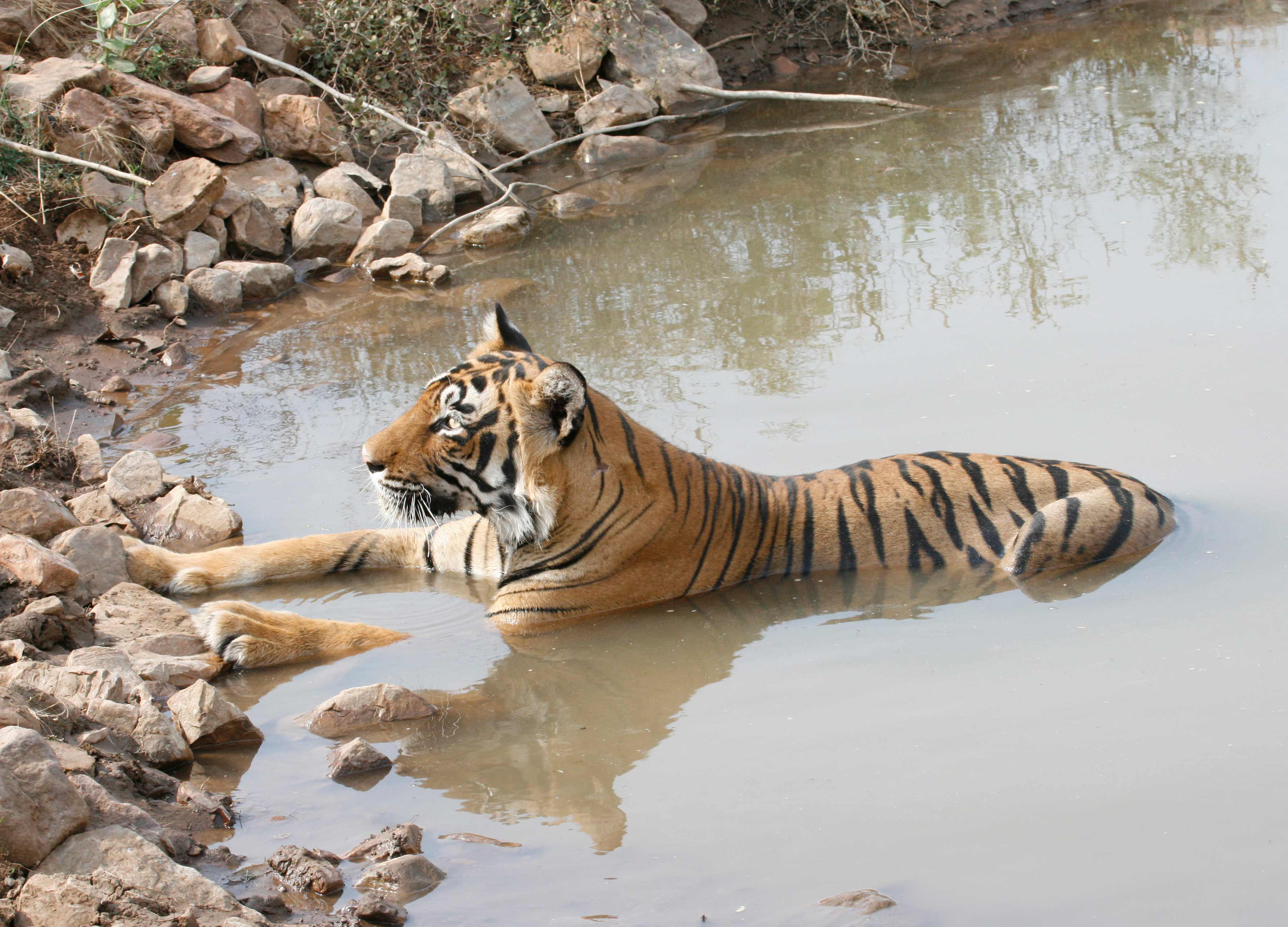 Dealing with dry spells in national parks: 5 strategies : Transporting ...