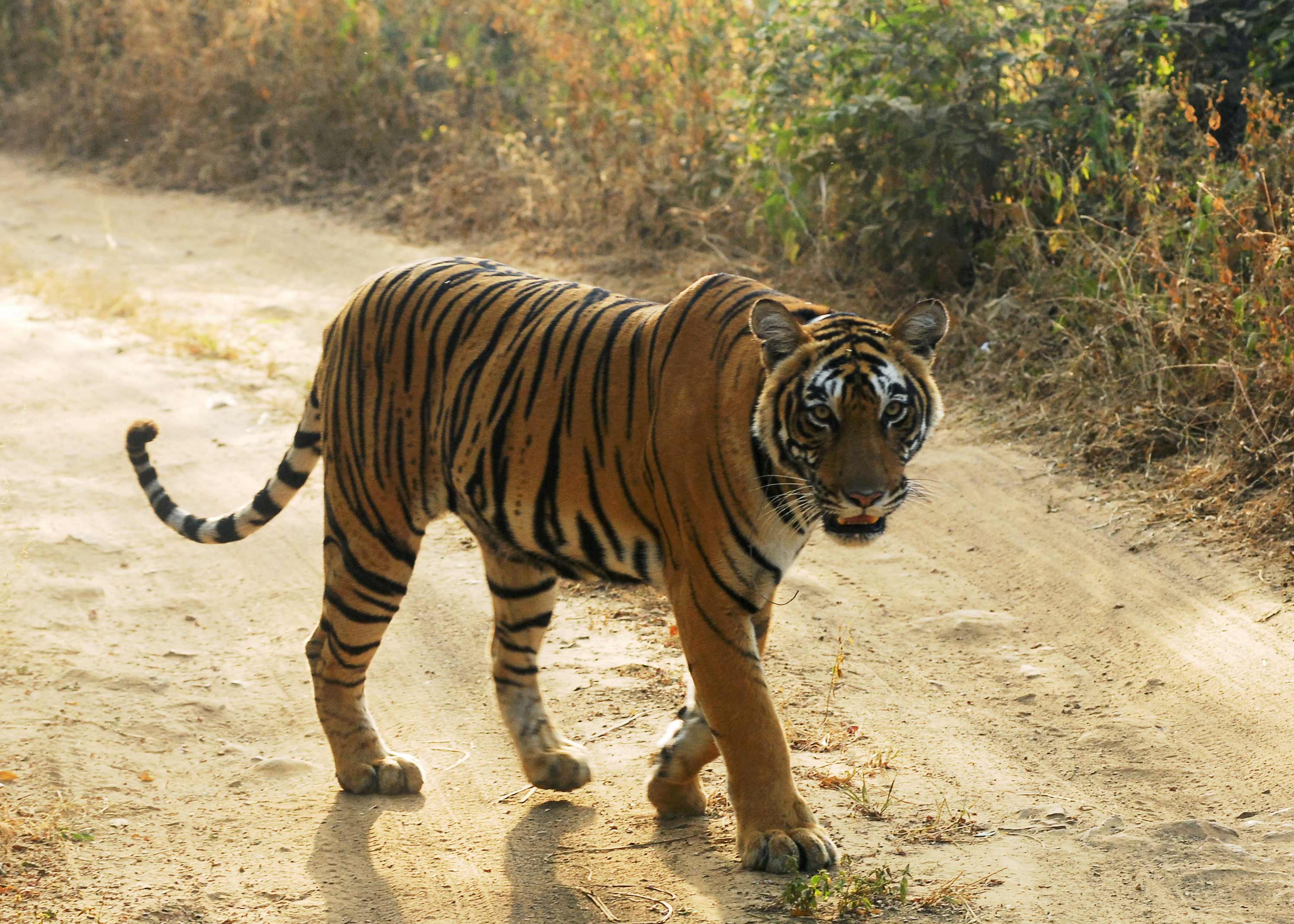 Bangladesh finds only 100 Bengal tigers in Sunderbans - BBC News