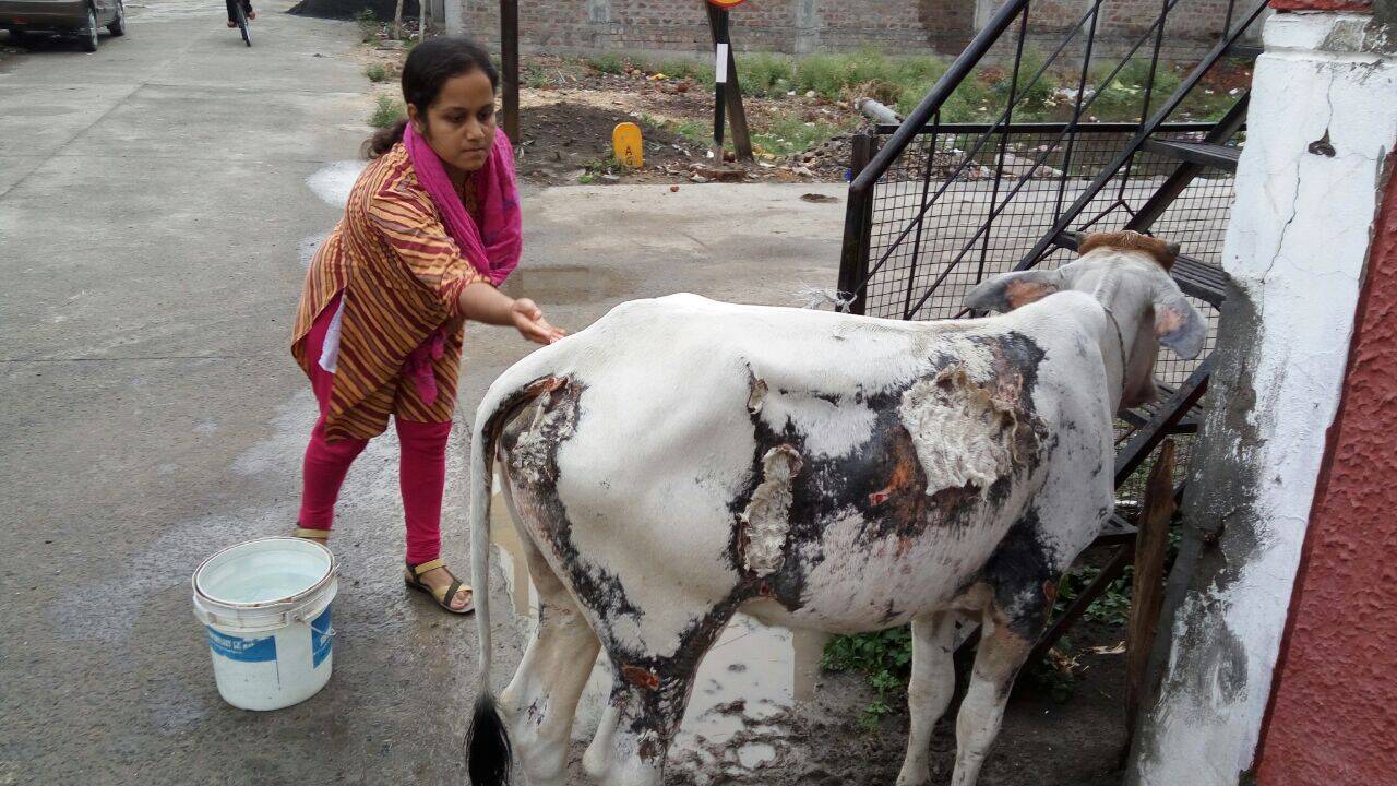 hindi nibandh on cow 'गाय' का मनुष्य के जीवन में बहुत महत्त्व है। गाय का पूरी दुनिया में ही काफी महत्त्व है, लेकिन भारत में गाय को देवी का दर्जा प्राप्त है. hindi nibandh on cow 'गाय' का मनुष्य के जीवन में बहुत महत्त्व है। गाय का पूरी दुनिया में ही काफी महत्त्व है, लेकिन भारत में गाय को देवी का दर्जा प्राप्त है.