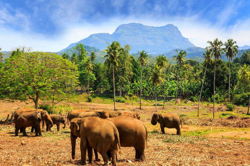 Road Tripping in Sri Lanka