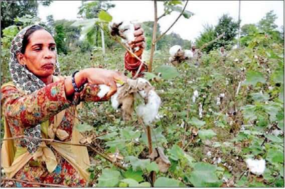 Though Punjab agriculture department has set the target of bringing 27.50 lakh hectares under paddy and basmati this year, the area under paddy could surge with Malwa's cotton farmers shifting to paddy.