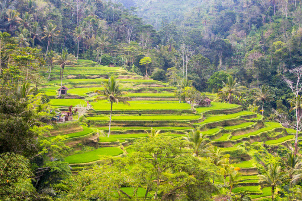 Cycle or walk through the rice terraces of Ubud