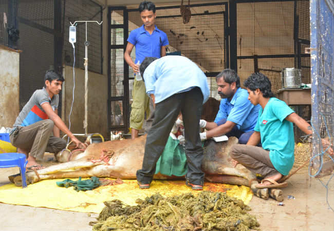 Behind the scenes at the biggest animal rescue organisation in the city |  Chennai News - Times of India