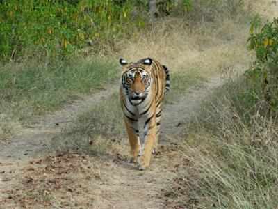 <p>India is home to majority of the world's wild tiger population. (File image)<br></p>
