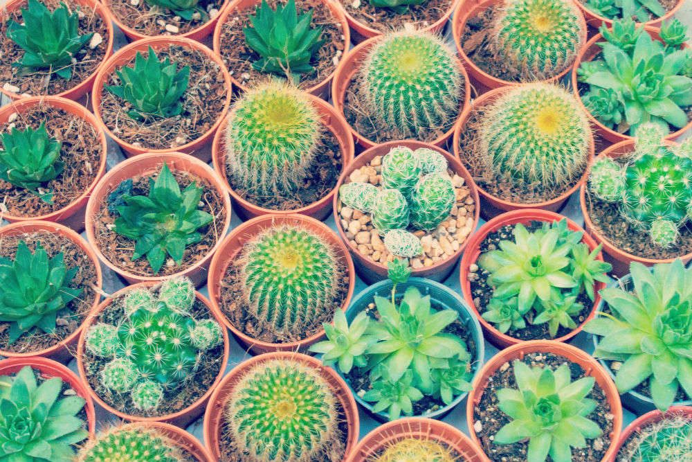 Explore cactus and flower nurseries