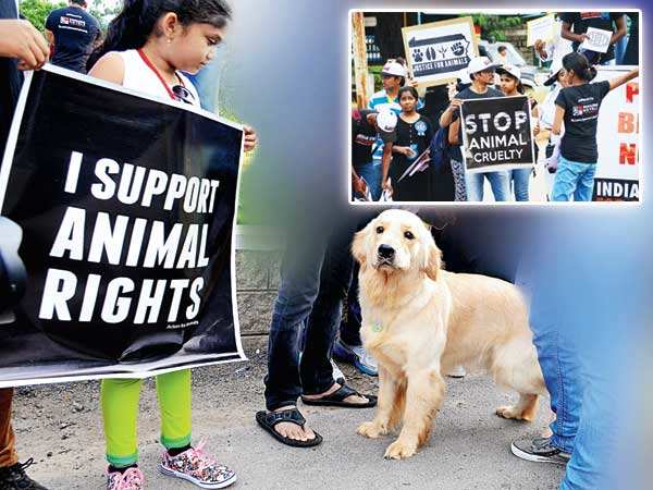 We won't tolerate animal abuse! | Hyderabad News - Times of India