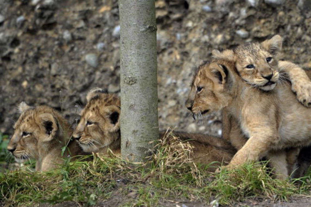 Zurich Zoo