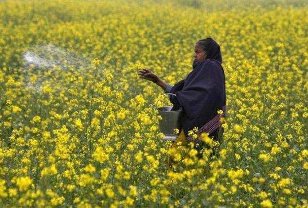 A farmer casts urea on her mustard field. (Reuters file photo)