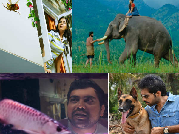 When an animal is the hero of the film | Tamil Movie News - Times of India