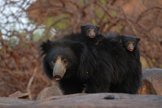 The sloth bear, of the world’s eight bear species, is uniquely adapted to live off a diet of insects.