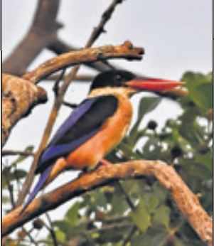 Black-capped kingfisher sighted at Keoladeo park in Jaipur