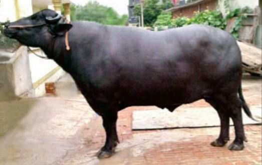 Yuvraj has fathered over 1.5 lakh calves through sperm donations.