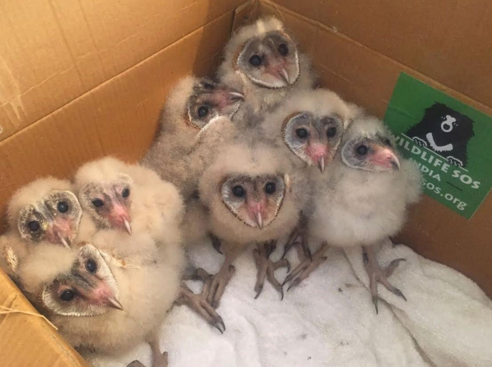 Abandoned Barn Owl Babies Rescued From A 30 Foot Deep Well In