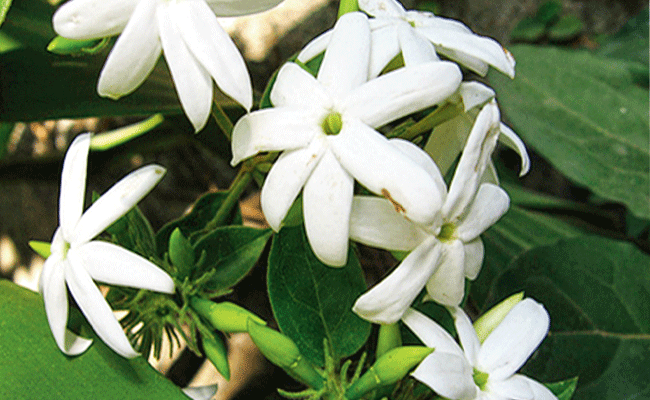 Jasmine flowers: Jasmine prices shoot up in Madurai as winter sets in ...