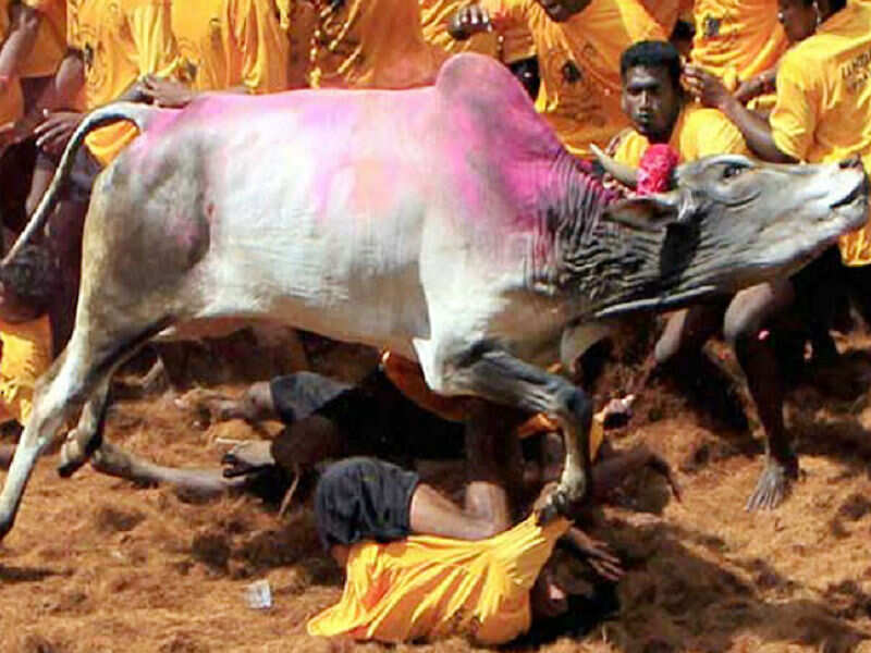 HD wallpaper: bull, bull embracing, yeru thazhuvuthal, yeru thazhuval,  jallikattu | Wallpaper Flare