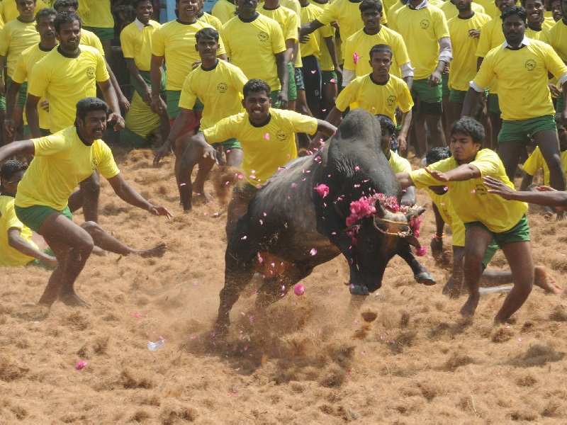 Jallikattu Five key issues in the public debate about the bull