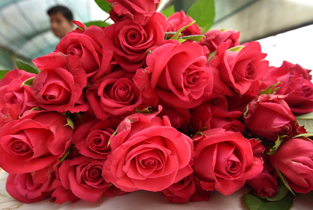 reason have this smile Rose Day: to ... Valentine\u0027s farmers