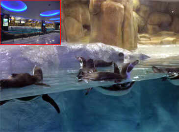 Mumbai: Humboldt Penguins get permanent swanky home in Byculla Zoo | News - Times of India Videos Mumbai: Humboldt Penguins get permanent swanky home in Byculla Zoo | News - Times of India Videos