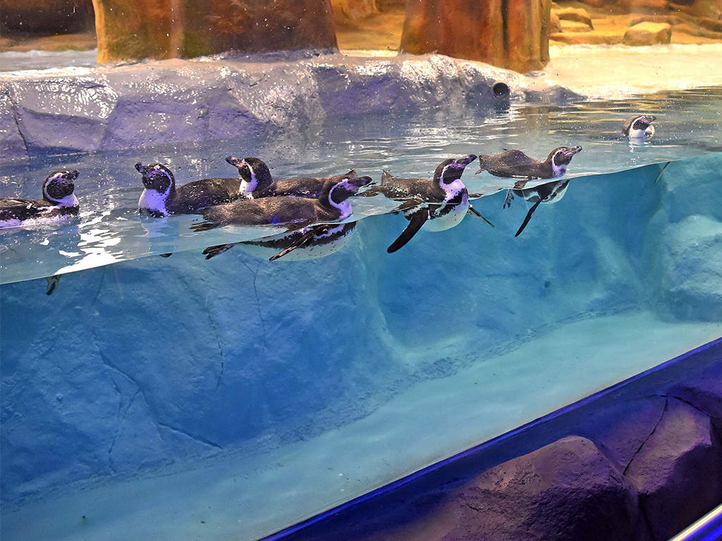 Humboldt Penguins: Penguins Make Home In Rockwork Habitat At Zoo ...