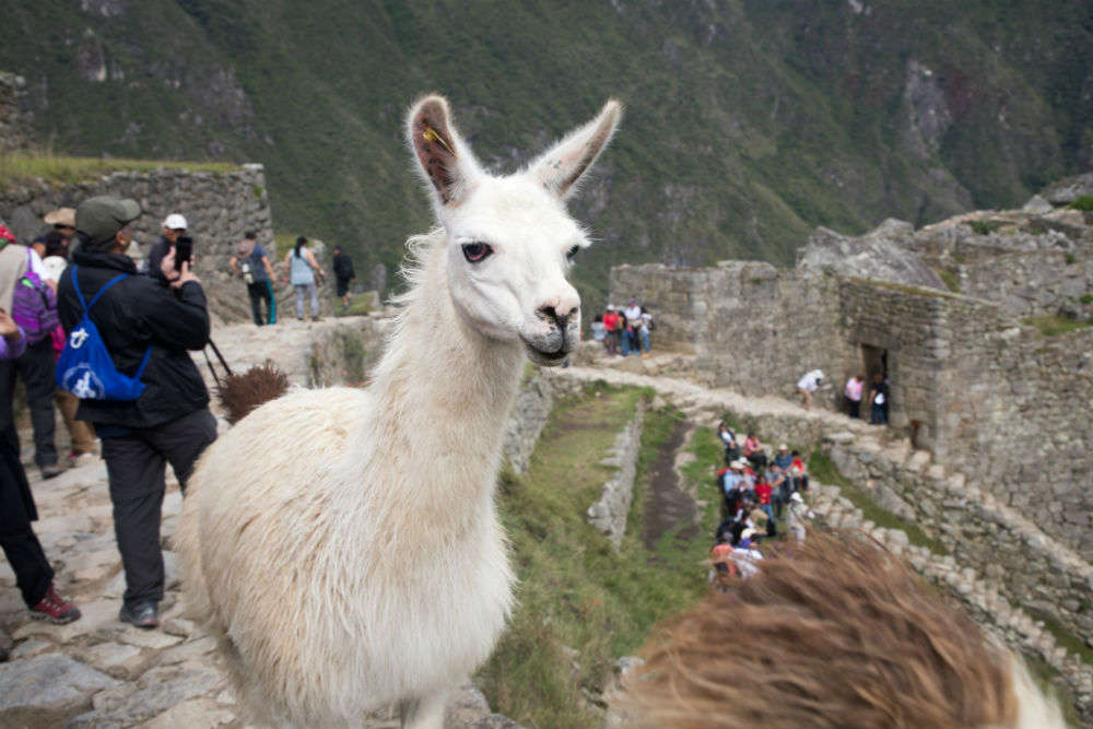 Get clicked with an llama