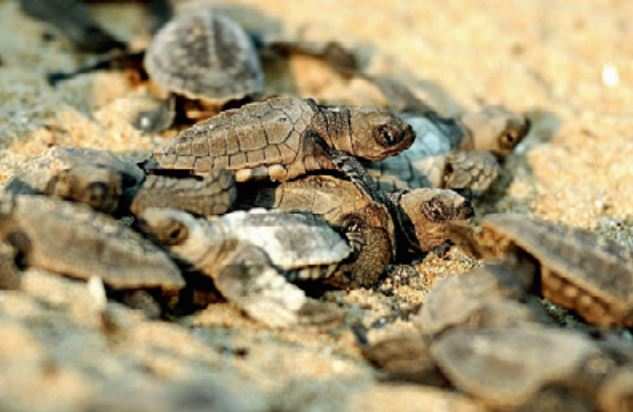 Olive Ridley hatchlings at Besant Nagar beach on Saturday. Conservationists said more nests were found this season. (Photo: A Prathap)