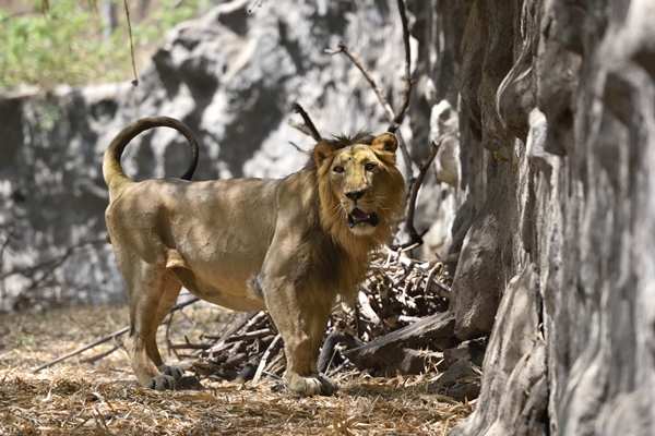 Meet Katraj zoo's newest couple | Pune News - Times of India