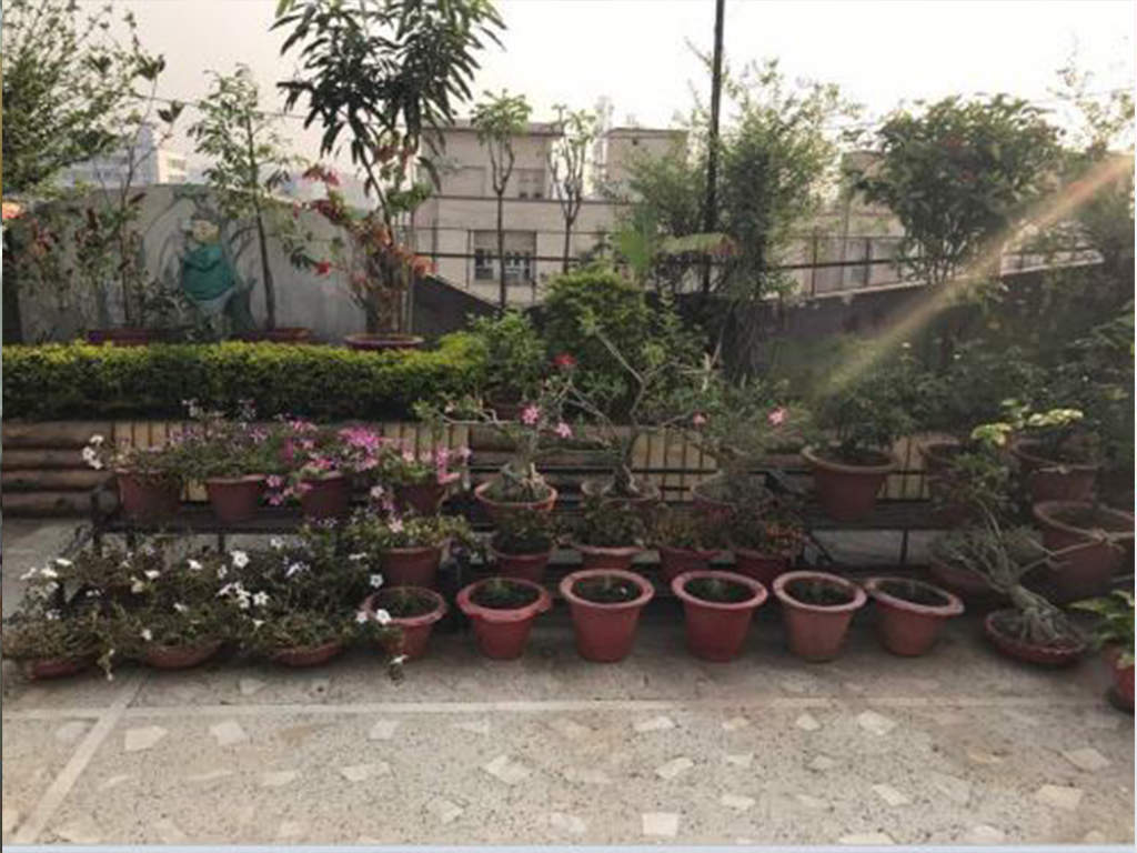 Terrace garden: The in-thing among Patnaites | Patna News - Times ...