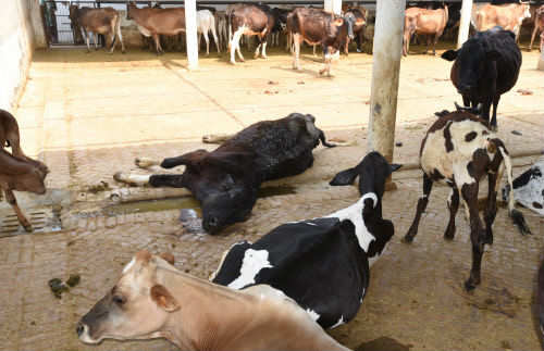 Centre bans sale of cattle for slaughter at livestock markets