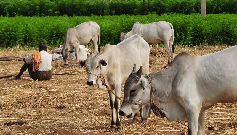 Make cow the national animal: Rajasthan HC to Centre