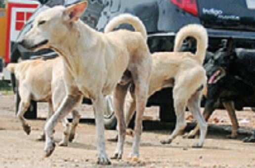 The state government has disregarded stern objections from various departments while telling the Supreme Court on Monday that it would frame a policy to open rehabilitation centers for stray dogs in all districts. 